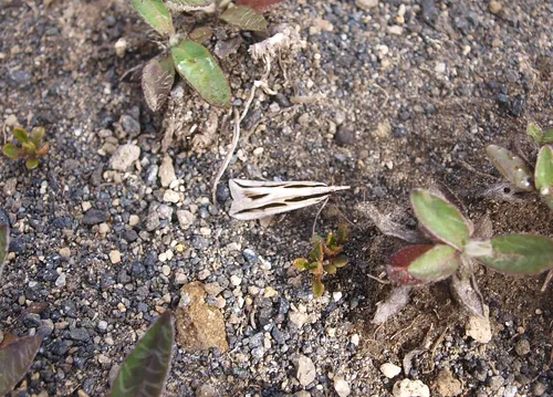 Eudonia trivirgata