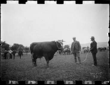 Image: Bull, A & P Show, 1896.