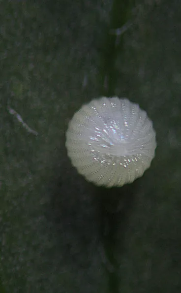 Monarch Image: Monarch