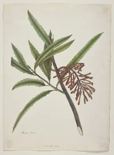 Image: King, Martha 1803?-1897 :Rewa rewa. Honeysuckle. Folio C No. 14. [1842]