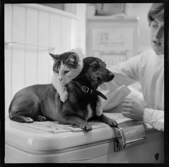 Tibby the cat and Cindy a dachshund terrier cross at SPCA, Wellington