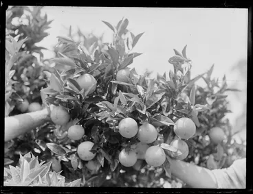 Image: Citrus fruit growing, Kerikeri