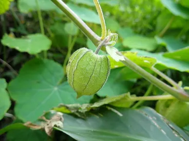 Image: Cape gooseberry