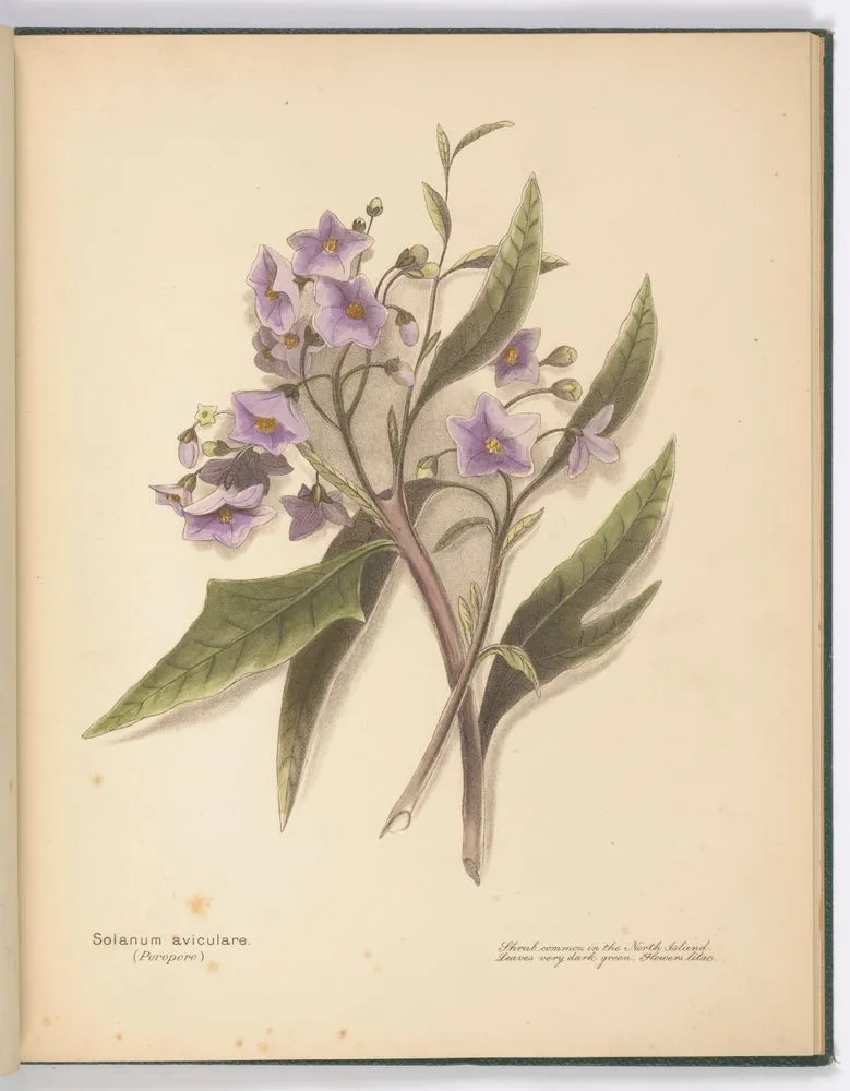 Solanum aviculare (Poroporo). Plate 12. From the book: New Zealand flowers