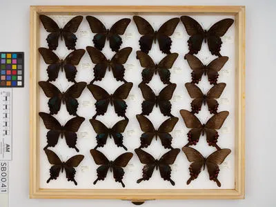 Papilio (Achillides) bianor