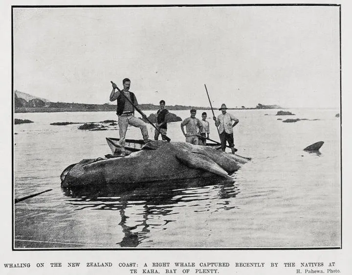 Whaling On The New Zealand Coast