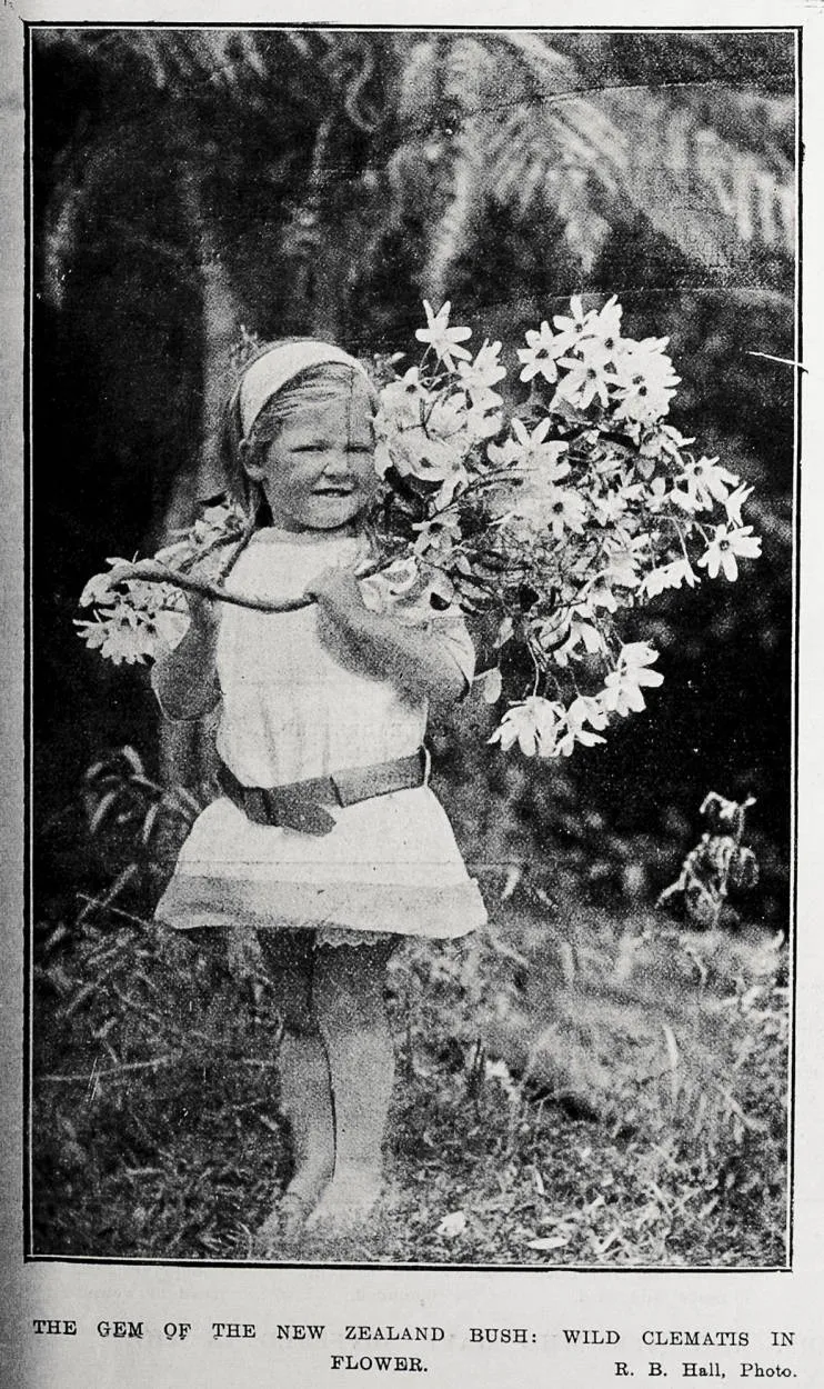 The gem of the New Zealand bush: wild clematis in flower