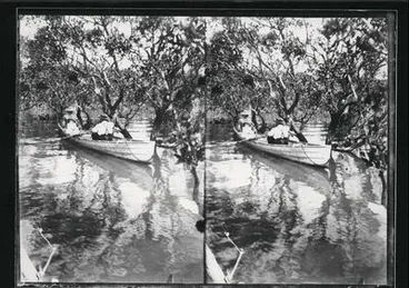 Mangroves around Kaipara Harbour. Image: Mangroves around Kaipara Harbour.