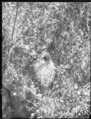 Warbler's nest in manuka.