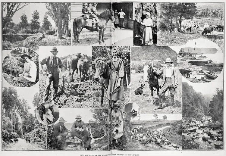 Life and scenes in the picturesque country districts of New Zealand