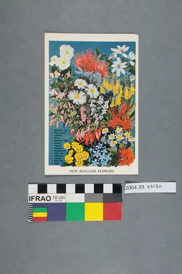 Image: Postcard: New Zealand Flowers