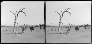 Image: Unidentified man on horse on beach with dead trees, Catlins area, Clutha District, Otago Region