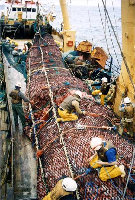A trawler’s catch