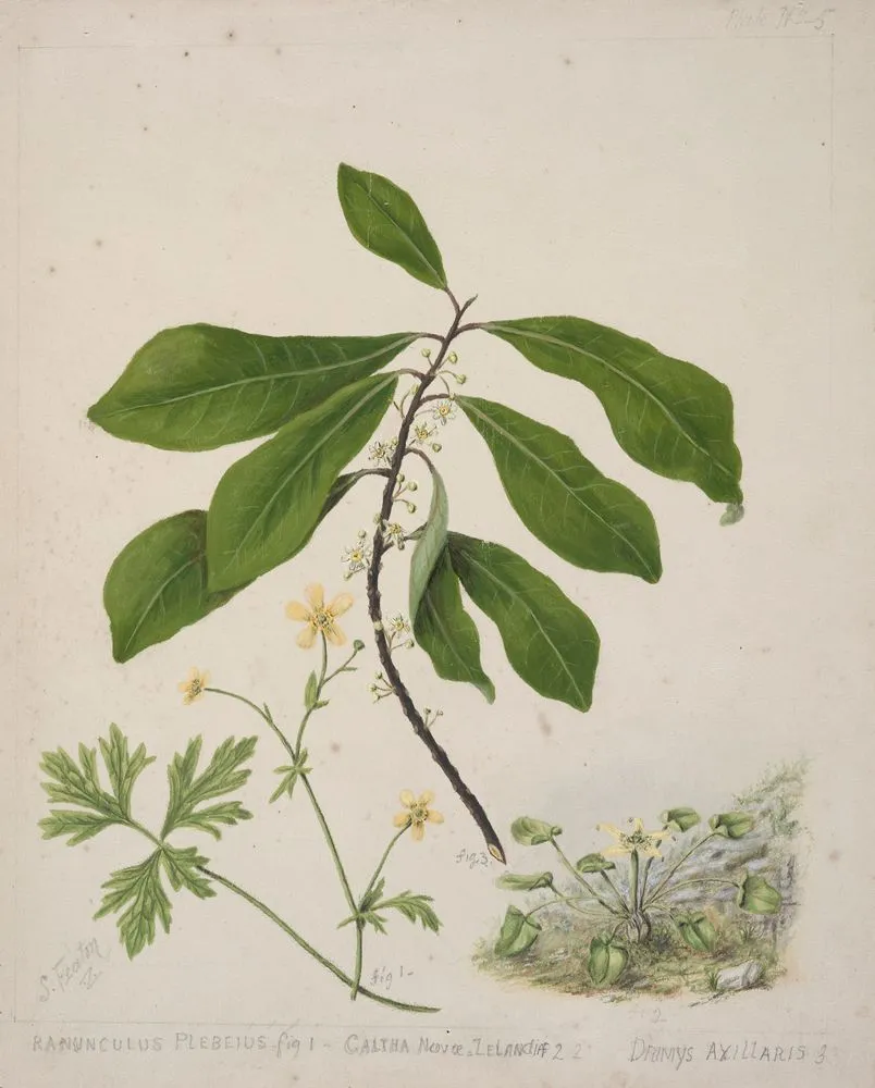 [Ranuculus plebeius; Caltha novae Zelandia; Drimys axillaria]