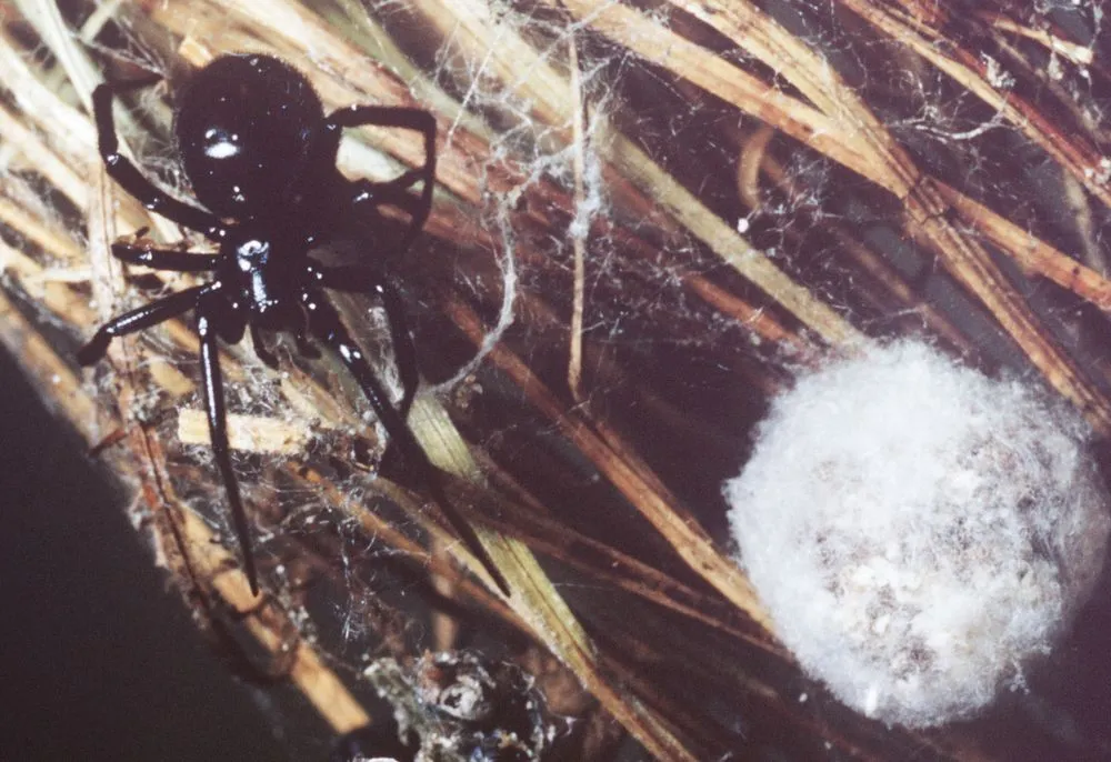 Black cobweb or false katipō spider