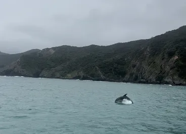 Tursiops truncatus Image: Tursiops truncatus