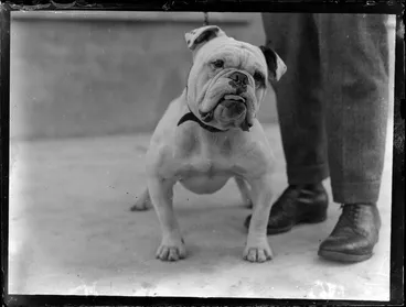 Image: English bulldog