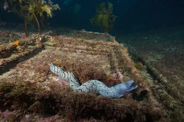 Image: Y-patterned moray