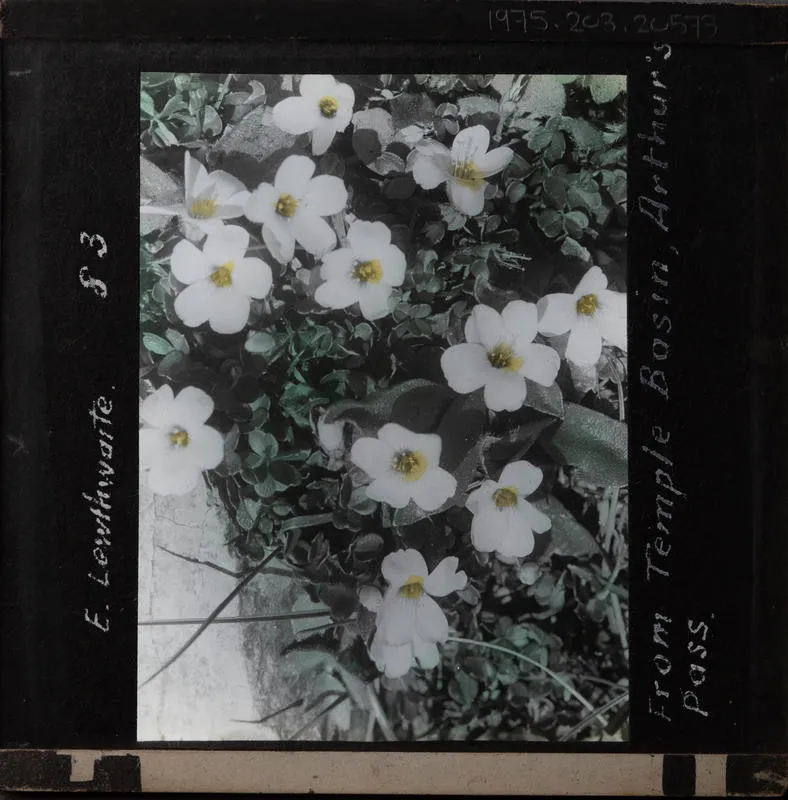 Lantern Slide: Ourisias