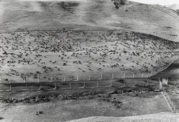 Image: Fallow deer farm, 1960