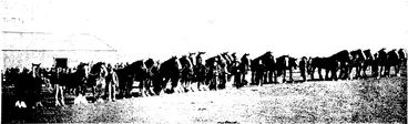 Image: CLEARING SALE OP HORSES AT KAKAXUI. NORTH OTAGO  At a recent sale of horses on account of Messrs J. A. Ihtlgleisb, of Kakanui, North Otago, some high prices were obtained, not withstanding the fact that at the time ploughing in the North Otago district was practically at a standstill owing to the protracted drought. Twenty-five working geldings and mares averaged £46 10s, while two and three-year-o'.d fillies brought from 90 to 100 guineas. (Otago Witness, 04 September 1907)