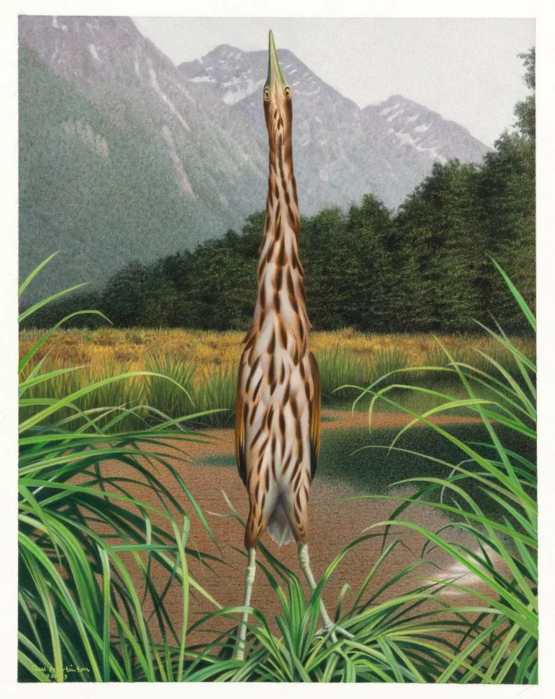 New Zealand Little Bittern / Kaoriki. Ixobrychus novaezelandiae. From the series: Extinct Birds of New Zealand.