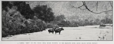 Image: A camera 'shot' of two young bull moose standing in the Seaforth River, South Island sounds district