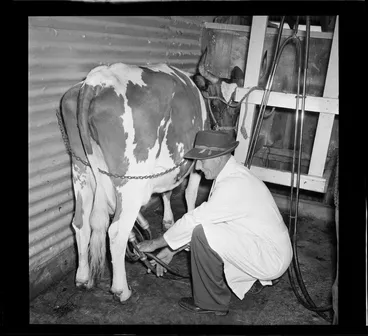 Image: Cattlebeast at Levin Agricultural and Pastoral Show