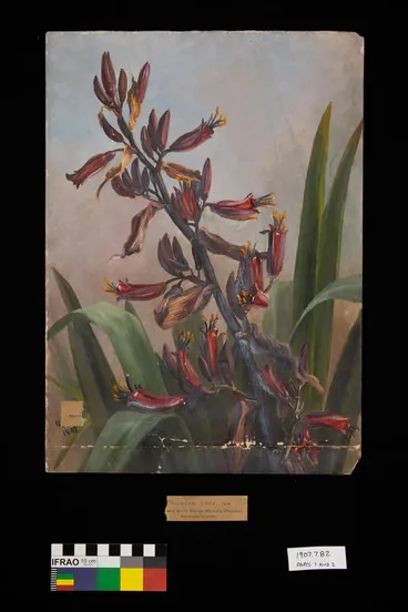 Image: Painting: Phormium tenax (harakeke/flax)