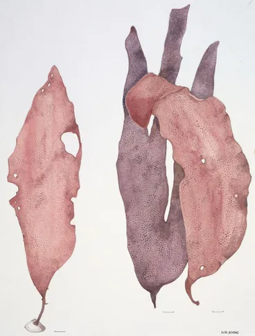Image: Watercolour illustration of the Iridaea algae, Plate 64 from 'Seaweeds of New Zealand'