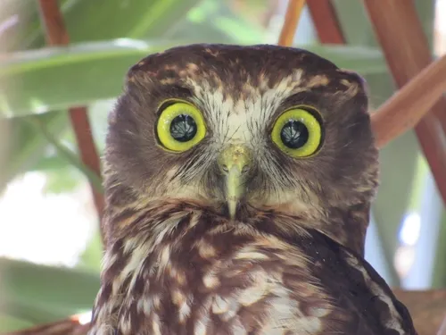 Morepork