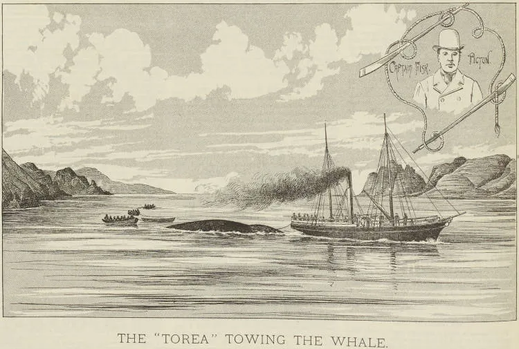 The 'Torea' towing the whale