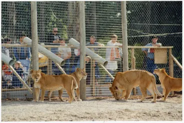 Image: Lions at Orana Wildlife Park