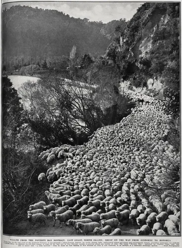 Image: Wealth from the Poverty Bay District, East Coast of the North Island: sheep on the way from Gisborne to Rotorua