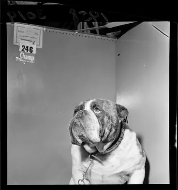 Image: British bulldog, second prize winner at the National Dog show
