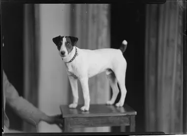 Image: Mathews, Fox Terrier