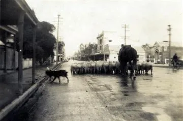 Sheep being driven down Queen Street