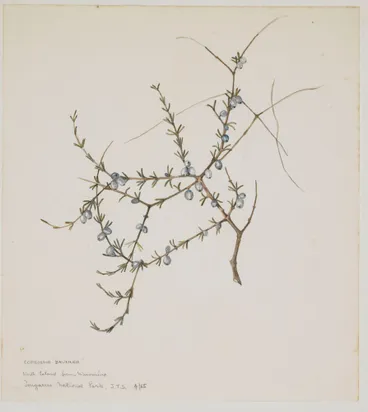 Image: Rubiaceae - Coprosma brunnea