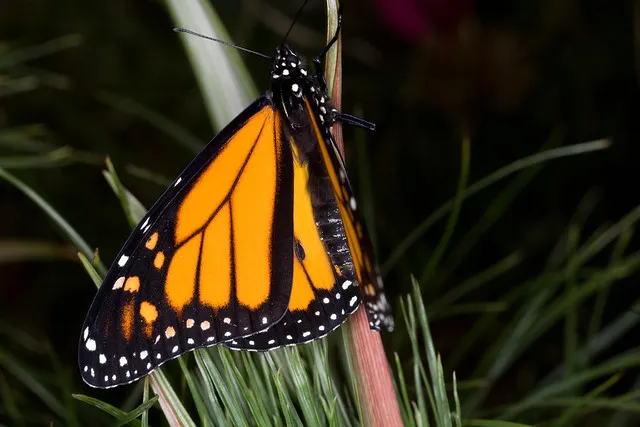 Monarch butterfly (Danaus plexippus)