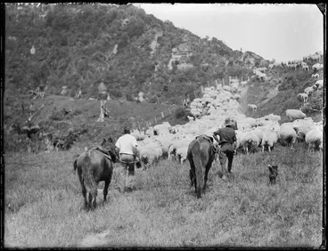 Image: Mustering stock for shearing at Mangatoi Station