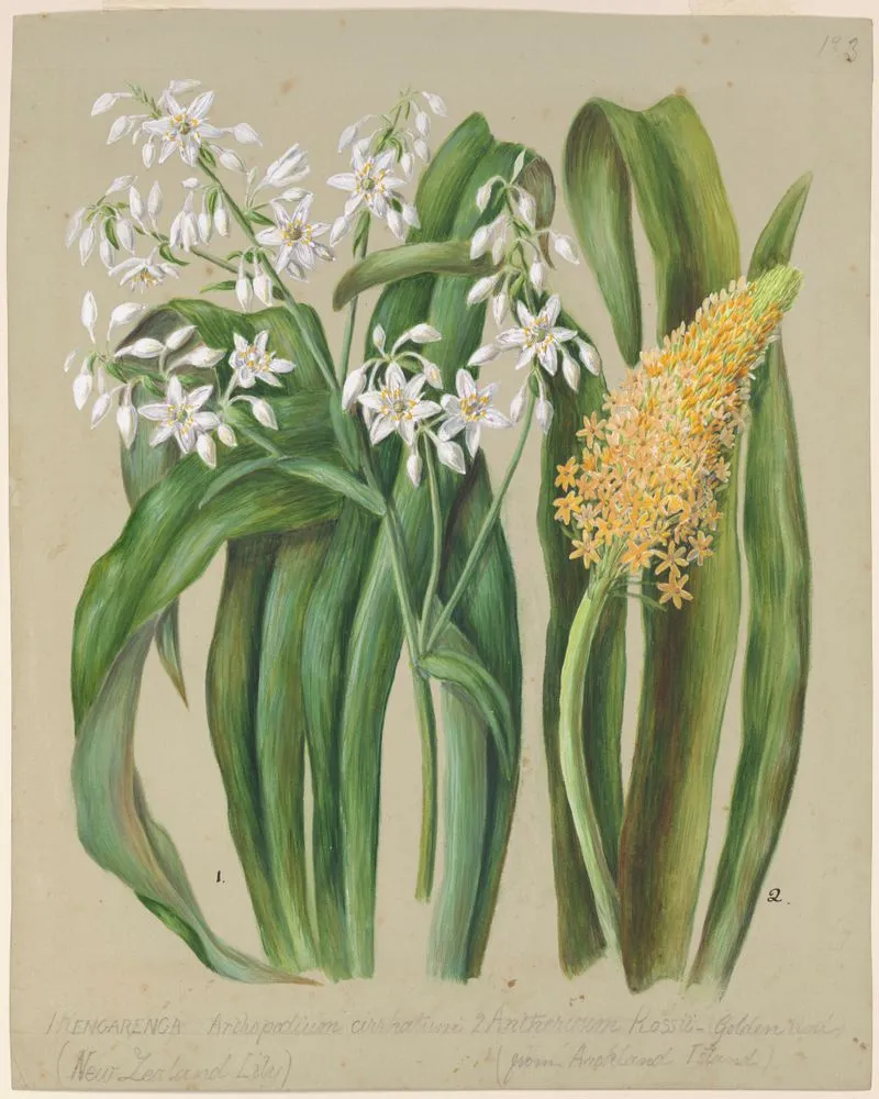 Arthropodium cirratum; Bulbinella rossii