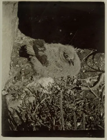Image: Kermadec petrel fledgling