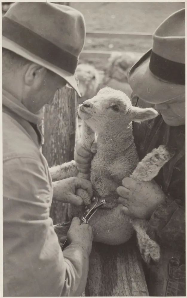 Two men docking lamb, Waipukurau