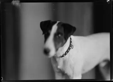 Image: Mathews, Fox Terrier