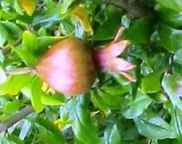 Image: Garden 5 Pomegranate fruit