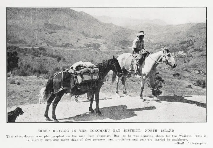 Sheep droving in the Tokomaru Bay District, North Island