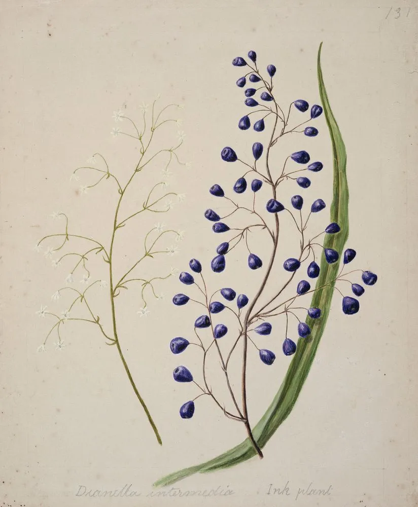 [Dianella intermedia (Ink plant)]