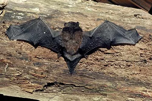 Long-tailed bat