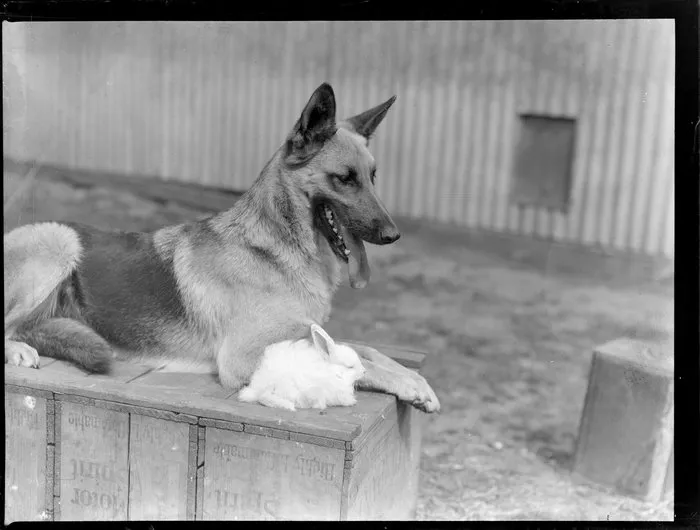 Dog, German Shepherd and a rabbit