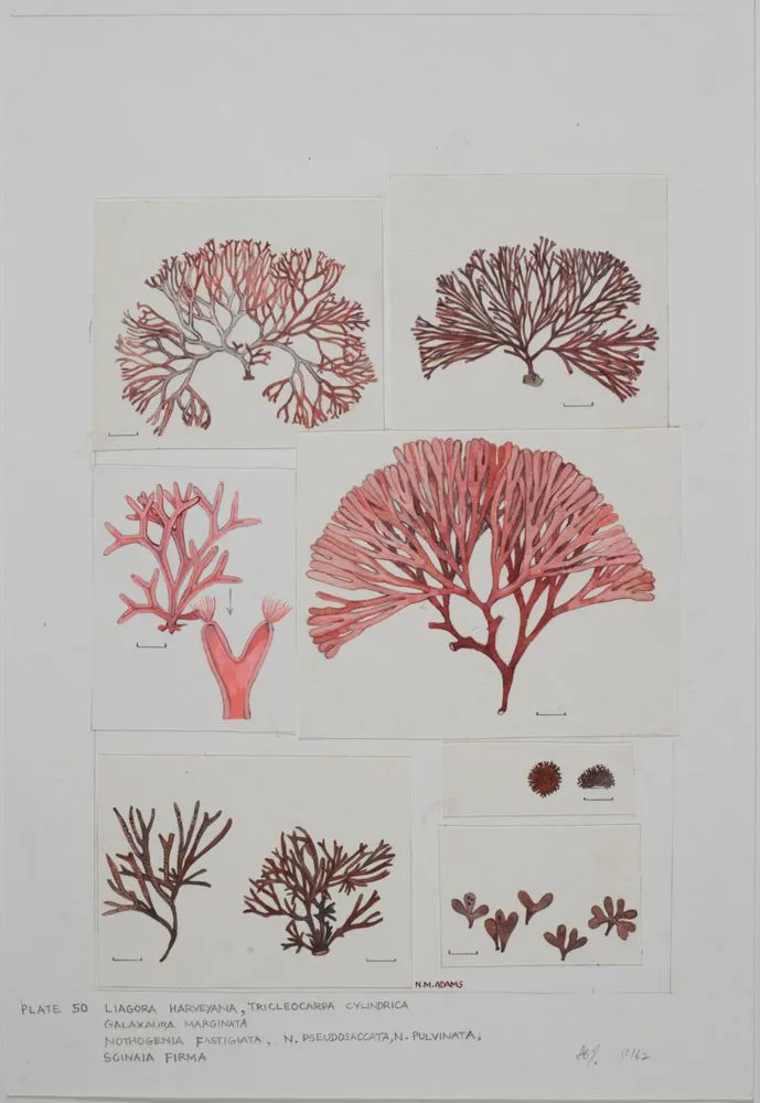 Watercolour illustration of seaweed specimens, Plate 50 from 'Seaweeds of New Zealand'